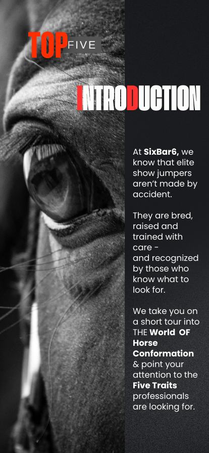 Introduction on how to choose an elite show jumper - mobile, pg 2