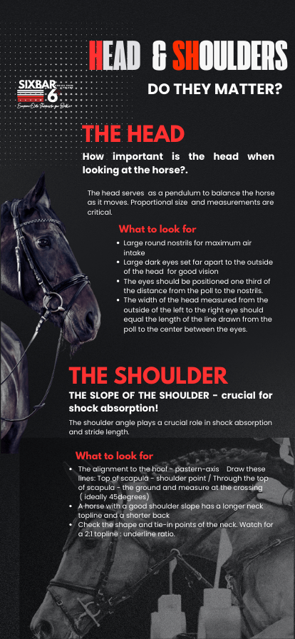 Importance of Head and shoulder for the balance of an elite show jumper 