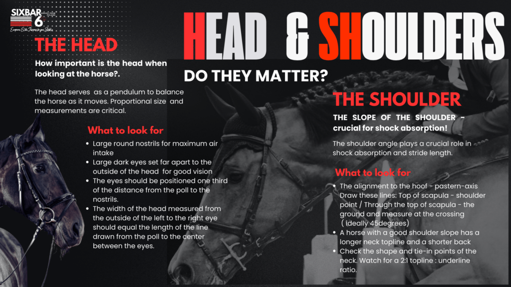 Importance of Head and shoulder for the balance of an elite show jumper