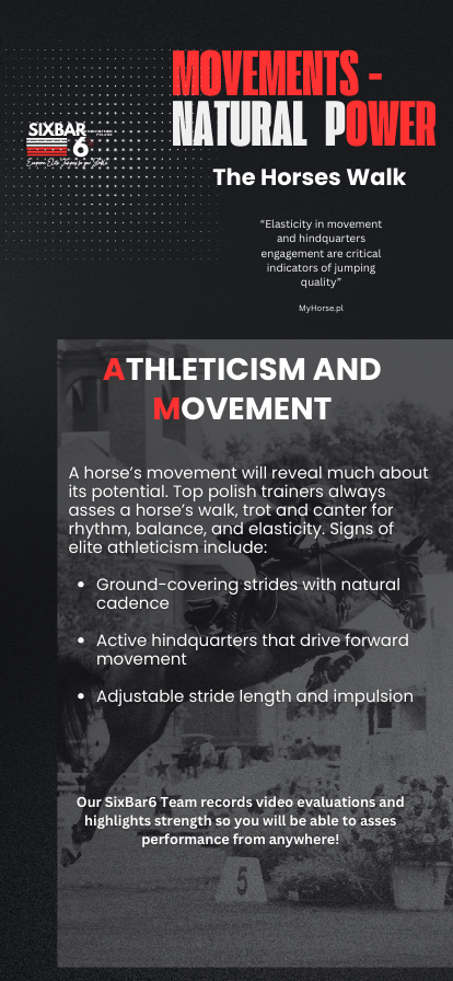 Clear Movements - The importance of regular gaits in an elite show jumper