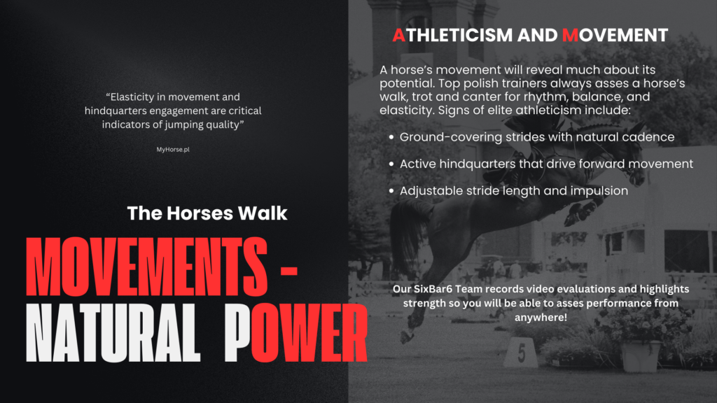 Clear Movements - The importance of regular gaits in an elite show jumper