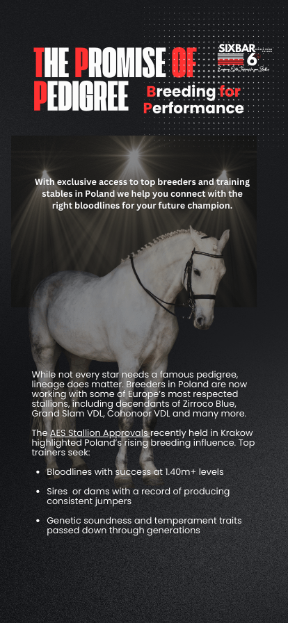 How important is a good pedigree in an elite show jumper