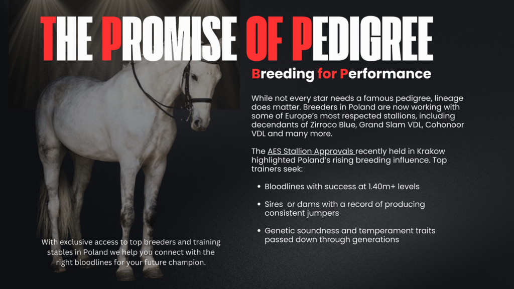 How important is a good pedigree in an elite show jumper